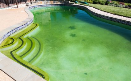 Pool algae