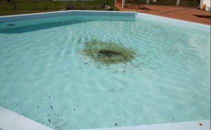 Algae in pool