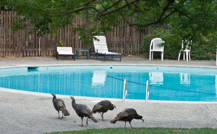 Pool Party