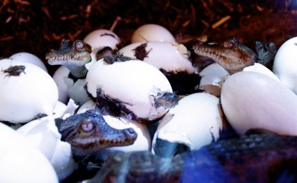 Hatching Australian Salt Water