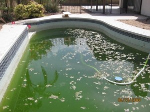 swimming pool algae
