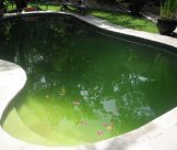 pool problems, issue with my pool, pool stains, swimming pool algae, algae swimming pool