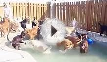 Doggy Daycare - Grand opening of bone-shaped puppy pool