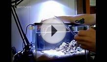 How to clean a fine sand bed in a reef aquarium