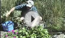 How To Maintain Water Gardens, Ponds, Water Features