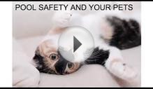 Pool Safety For Cats And Dogs