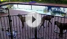 Rhodesian Ridgeback Dog Jumping a Pool Fence